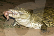 Krokodil, Nilkrokodil, Panzerechse