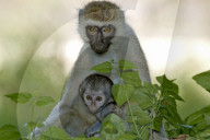 Meerkatze, gruene oder graugruene Meerkatze