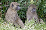 Pavian, Affe, Primat, Anubispavian