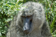 Pavian, Affe, Primat, Anubispavian