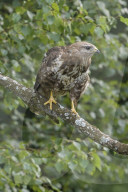 Maeusebussard; (Buteo buteo); Bussard; Jaeger; Greifvogel; Raubvogel; Jagd; Alpen; Gebirge; Flachland; Horst; Beute; Nest; Vogel; Voegel; fliegend; kreisend in der Luft zu sehen, haeufiges Tier, Horst, 
