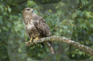Maeusebussard; (Buteo buteo); Bussard; Jaeger; Greifvogel; Raubvogel; Jagd; Alpen; Gebirge; Flachland; Horst; Beute; Nest; Vogel; Voegel; fliegend; kreisend in der Luft zu sehen, haeufiges Tier, Horst, 