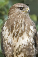 Maeusebussard; (Buteo buteo); Bussard; Jaeger; Greifvogel; Raubvogel; Jagd; Alpen; Gebirge; Flachland; Horst; Beute; Nest; Vogel; Voegel; fliegend; kreisend in der Luft zu sehen, haeufiges Tier, Horst, 