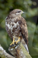 Maeusebussard; (Buteo buteo); Bussard; Jaeger; Greifvogel; Raubvogel; Jagd; Alpen; Gebirge; Flachland; Horst; Beute; Nest; Vogel; Voegel; fliegend; kreisend in der Luft zu sehen, haeufiges Tier, Horst, 