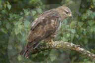 Maeusebussard; (Buteo buteo); Bussard; Jaeger; Greifvogel; Raubvogel; Jagd; Alpen; Gebirge; Flachland; Horst; Beute; Nest; Vogel; Voegel; fliegend; kreisend in der Luft zu sehen, haeufiges Tier, Horst, 