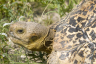 Pantherschildkroete, Schildkroete, Landschildkroete