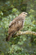 Maeusebussard; (Buteo buteo); Bussard; Jaeger; Greifvogel; Raubvogel; Jagd; Alpen; Gebirge; Flachland; Horst; Beute; Nest; Vogel; Voegel; fliegend; kreisend in der Luft zu sehen, haeufiges Tier, Horst, 