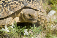 Pantherschildkroete, Schildkroete, Landschildkroete