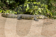 Nilwaran, Waran, Echse, Riesenechse