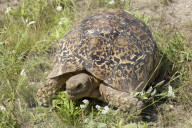 Pantherschildkroete, Schildkroete, Landschildkroete