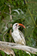 Toko, Rotschnabeltoko, Nashornvogel