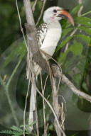 Toko, Rotschnabeltoko, Nashornvogel