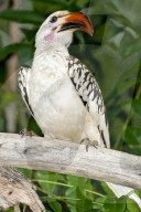 Toko, Rotschnabeltoko, Nashornvogel