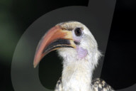 Toko, Rotschnabeltoko, Nashornvogel
