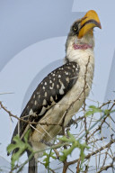 Nashornvogel, Gelbschnabeltoko, Toko