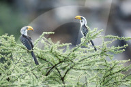 Nashornvogel, Gelbschnabeltoko, Toko