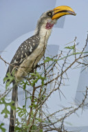 Nashornvogel, Gelbschnabeltoko, Toko