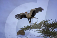 Sekretaer, Kranichgeier, Schicksalsvogel, Greifvogel