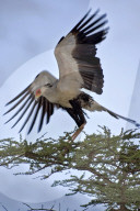 Sekretaer, Kranichgeier, Schicksalsvogel, Greifvogel