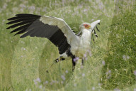 Sekretaer, Kranichgeier, Schicksalsvogel, Greifvogel