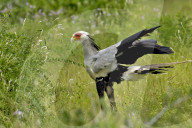 Sekretaer, Kranichgeier, Schicksalsvogel, Greifvogel
