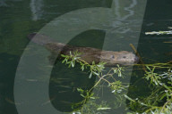 Biber, (Castor fiber), Nagetier, groesstes Nagetier in Europa; wurde ausgerottet und im zwanzigsten Jahrhundert wieder angesiedelt; Nagetier; Damm; Biberdamm; Burg; Biberburg; Pelz; Fell; Baum; Wasser; Saeugetier; Tier, Baumrinde; Bibergeil; Druesensekret