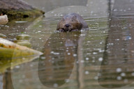 Biber, (Castor fiber), Nagetier, groesstes Nagetier in Europa; wurde ausgerottet und im zwanzigsten Jahrhundert wieder angesiedelt; Nagetier; Damm; Biberdamm; Burg; Biberburg; Pelz; Fell; Baum; Wasser; Saeugetier; Tier, Baumrinde; Bibergeil; Druesensekret
