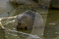 Biber, (Castor fiber), Nagetier, groesstes Nagetier in Europa; wurde ausgerottet und im zwanzigsten Jahrhundert wieder angesiedelt; Nagetier; Damm; Biberdamm; Burg; Biberburg; Pelz; Fell; Baum; Wasser; Saeugetier; Tier, Baumrinde; Bibergeil; Druesensekret