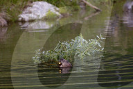 Biber, (Castor fiber), Nagetier, groesstes Nagetier in Europa; wurde ausgerottet und im zwanzigsten Jahrhundert wieder angesiedelt; Nagetier; Damm; Biberdamm; Burg; Biberburg; Pelz; Fell; Baum; Wasser; Saeugetier; Tier, Baumrinde; Bibergeil; Druesensekret