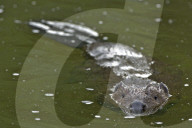Biber, (Castor fiber), Nagetier, groesstes Nagetier in Europa; wurde ausgerottet und im zwanzigsten Jahrhundert wieder angesiedelt; Nagetier; Damm; Biberdamm; Burg; Biberburg; Pelz; Fell; Baum; Wasser; Saeugetier; Tier, Baumrinde; Bibergeil; Druesensekret