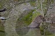 Biber, (Castor fiber), Nagetier, groesstes Nagetier in Europa; wurde ausgerottet und im zwanzigsten Jahrhundert wieder angesiedelt; Nagetier; Damm; Biberdamm; Burg; Biberburg; Pelz; Fell; Baum; Wasser; Saeugetier; Tier, Baumrinde; Bibergeil; Druesensekret