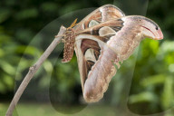 Atlasspinner, Schmetterling, Atlasseidenspinner, Atlasfalter