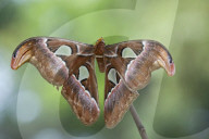 Atlasspinner, Schmetterling, Atlasseidenspinner, Atlasfalter