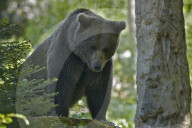 Baer; Braunbaer; (Ursus arctos); Raubtier; Pelz; Jagd; Tier; Saeugetier; Wild; Fell; Pelztier; Europaeischer Braunbaer; Erwachsenes Tier; Wandert in die Schweiz ein; Allesfresser; Winterschlaf; Grossraubtier