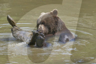 Baer; Braunbaer; (Ursus arctos); Raubtier; Pelz; Jagd; Tier; Saeugetier; Wild; Fell; Pelztier; Europaeischer Braunbaer; Erwachsenes Tier; Wandert in die Schweiz ein; Allesfresser; Winterschlaf; Grossraubtier