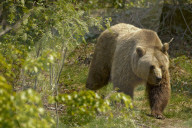 Baer; Braunbaer; (Ursus arctos); Raubtier; Pelz; Jagd; Tier; Saeugetier; Wild; Fell; Pelztier; Europaeischer Braunbaer; Erwachsenes Tier; Wandert in die Schweiz ein; Allesfresser; Winterschlaf; Grossraubtier