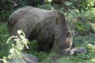 Baer; Braunbaer; (Ursus arctos); Raubtier; Pelz; Jagd; Tier; Saeugetier; Wild; Fell; Pelztier; Europaeischer Braunbaer; Erwachsenes Tier; Wandert in die Schweiz ein; Allesfresser; Winterschlaf; Grossraubtier