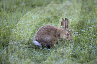 Hase, Feldhase, Meister Lampe