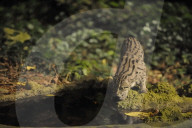 Fischkatze, Katze, Raubtier, Raubkatze, Nachtaufnahme