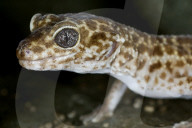 Leopardgecko, Gecko, Echse, Reptil