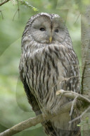 Habichtskauz; Kauz, (Strix uralensis); Eule; Eulenart; Greifvogel