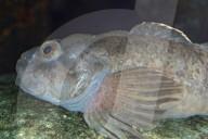 Groppe, Fisch, Frischwasserfisch, Suesswasserfisch
