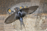 Rauchschwalbe, Schwalbe; (Hirundo rustica), Vogel, Voegel, Tier,  Vogelnest, Nest, Vogeleier, frisst im Fluge erbeutete Insekten und Schwebetiere, vielfach in baeuerlich gepraegten Gebieten