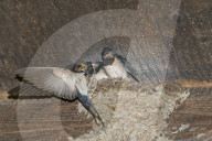 Rauchschwalbe, Schwalbe; (Hirundo rustica), Vogel, Voegel, Tier,  Vogelnest, Nest, Vogeleier, frisst im Fluge erbeutete Insekten und Schwebetiere, vielfach in baeuerlich gepraegten Gebieten