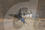 Rauchschwalbe, Schwalbe; (Hirundo rustica), Vogel, Voegel, Tier,  Vogelnest, Nest, Vogeleier, frisst im Fluge erbeutete Insekten und Schwebetiere, vielfach in baeuerlich gepraegten Gebieten