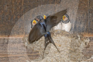 Rauchschwalbe, Schwalbe; (Hirundo rustica), Vogel, Voegel, Tier,  Vogelnest, Nest, Vogeleier, frisst im Fluge erbeutete Insekten und Schwebetiere, vielfach in baeuerlich gepraegten Gebieten