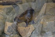 Nutria, Sumpfbiber, Biberratte