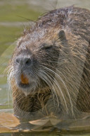 Nutria, Sumpfbiber, Biberratte