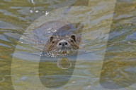 Nutria, Sumpfbiber, Biberratte