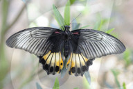 Scharlachroter Schwalbenschwanz, Hybrid, Schmetterling